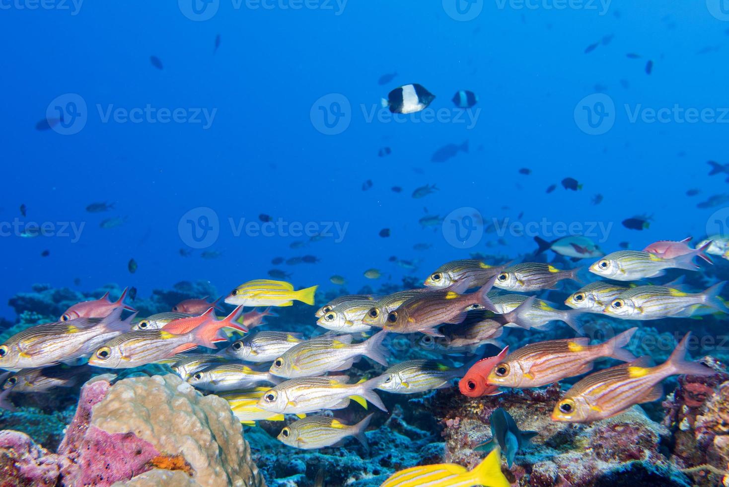 Maldives corals house for Fishes photo