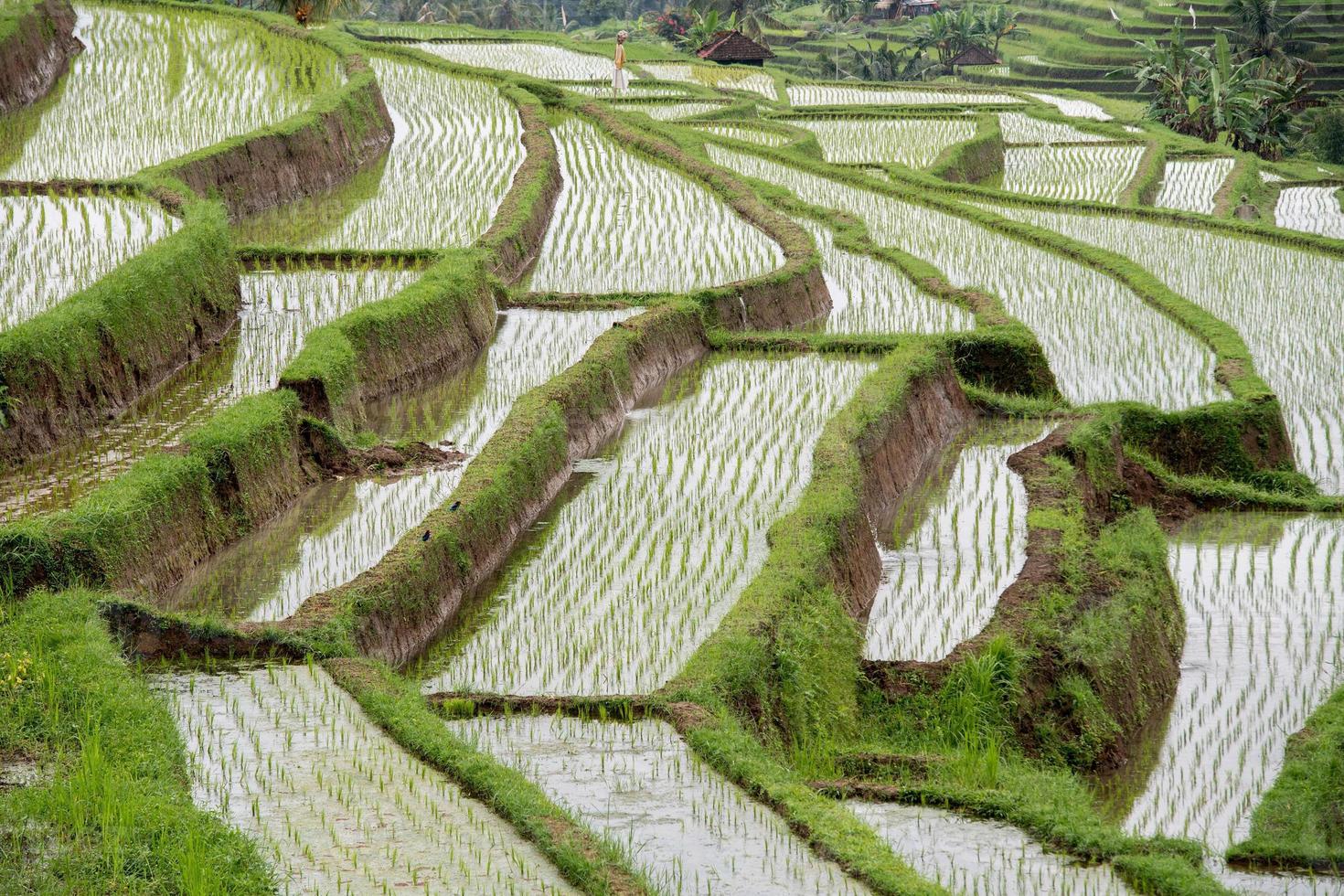 campo de arroz de terraza en bali indonesia vista panorámica foto