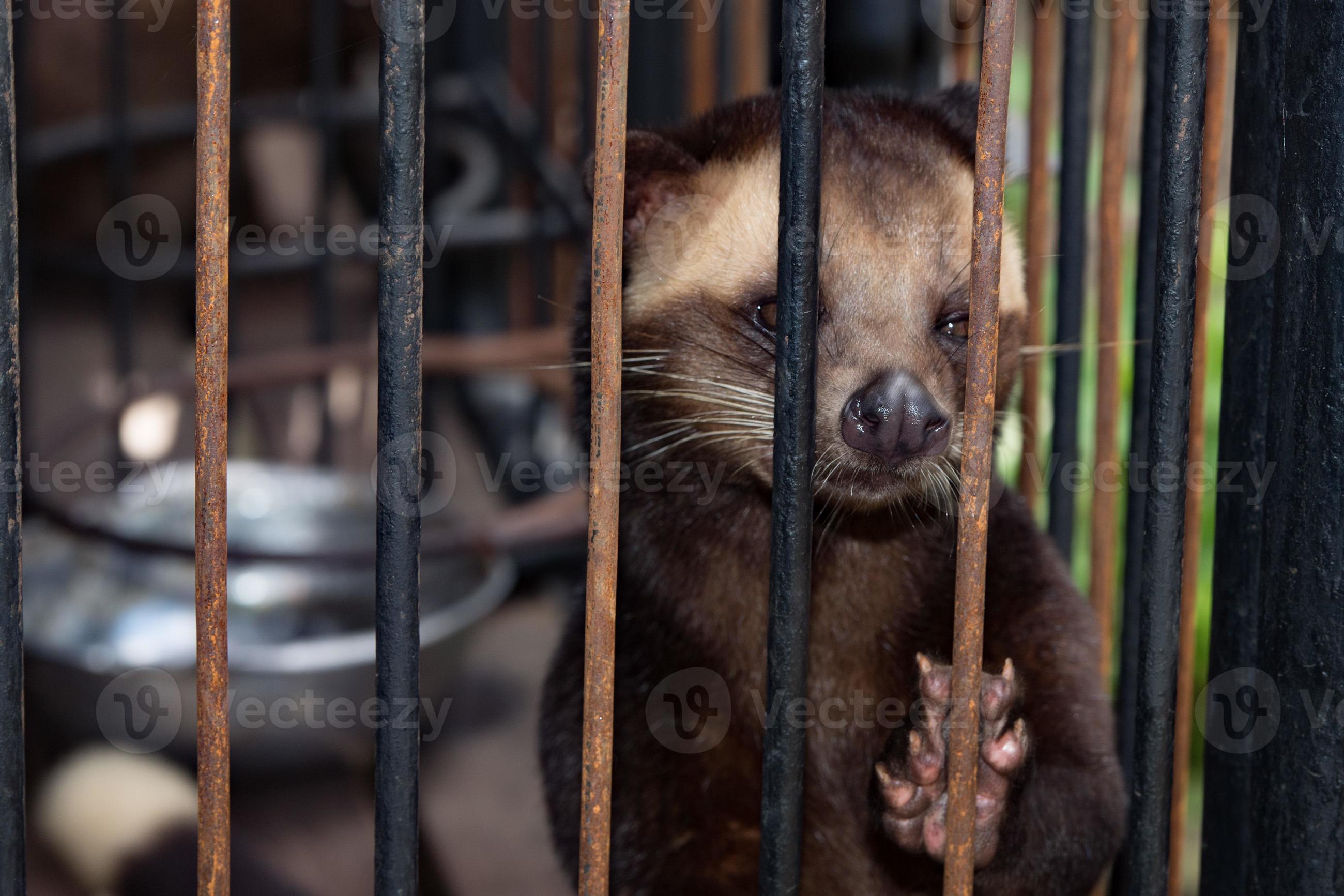 Caged Kopi Luwak coffee Mongose in Bali Indonesia 12012980 Stock Photo ...