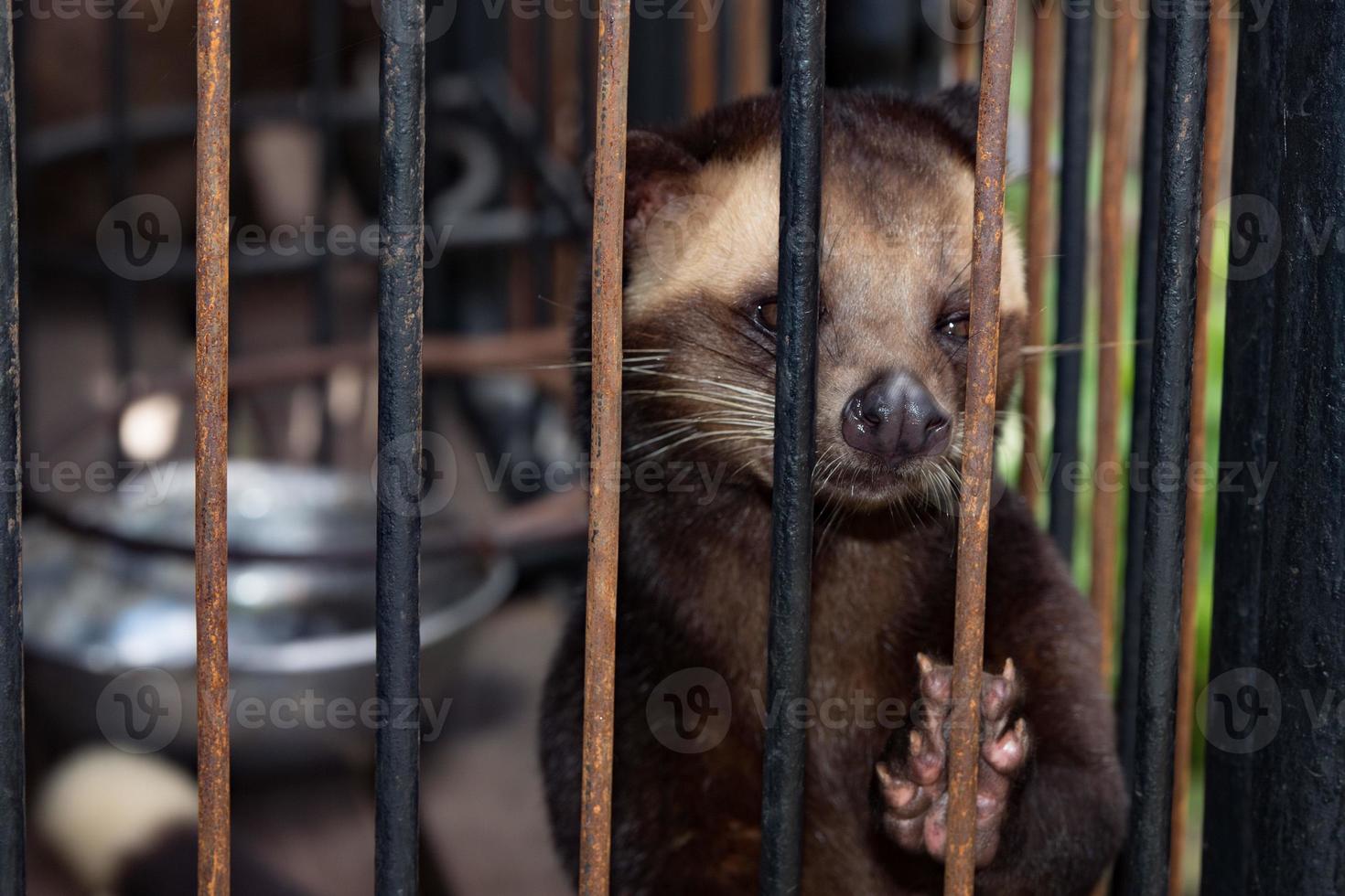 Caged Kopi Luwak coffee Mongose in Bali Indonesia photo