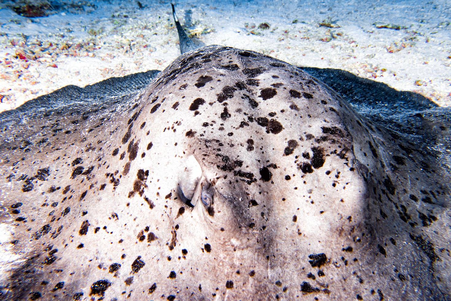 giant blackparsnip stingray fish during night dive photo