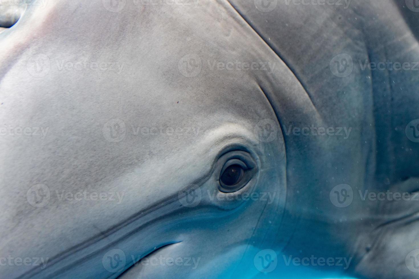 dolphin smiling eye close up portrait detail photo