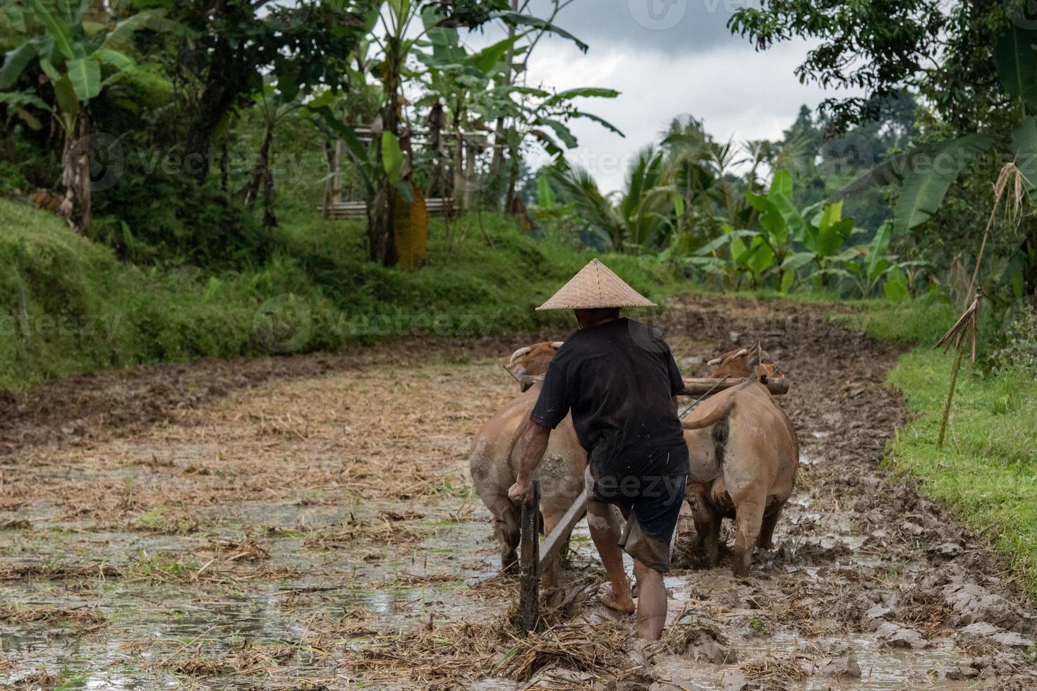 man while plowing rice field in bali with cow plough photo