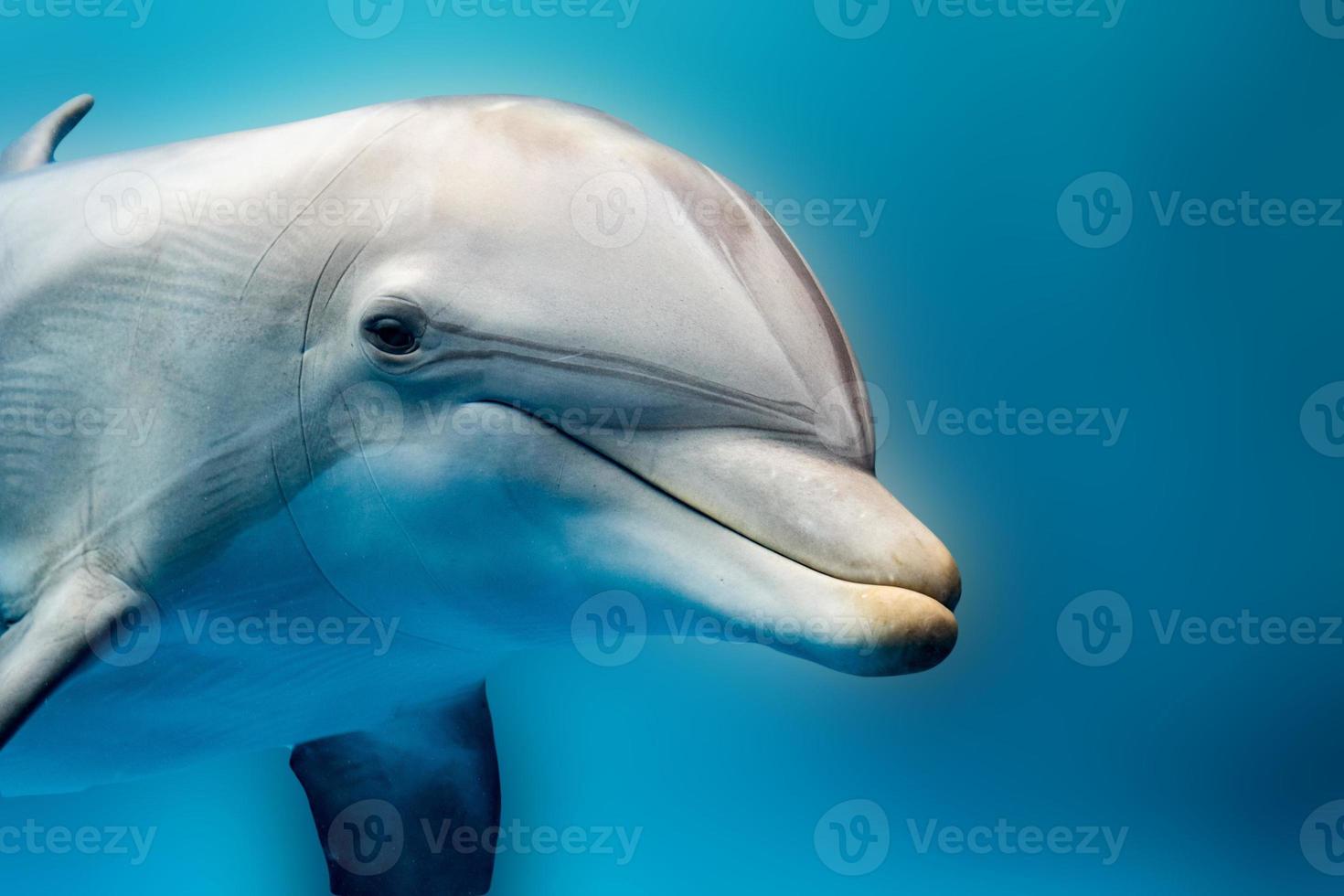 dolphin smiling eye close up portrait detail photo