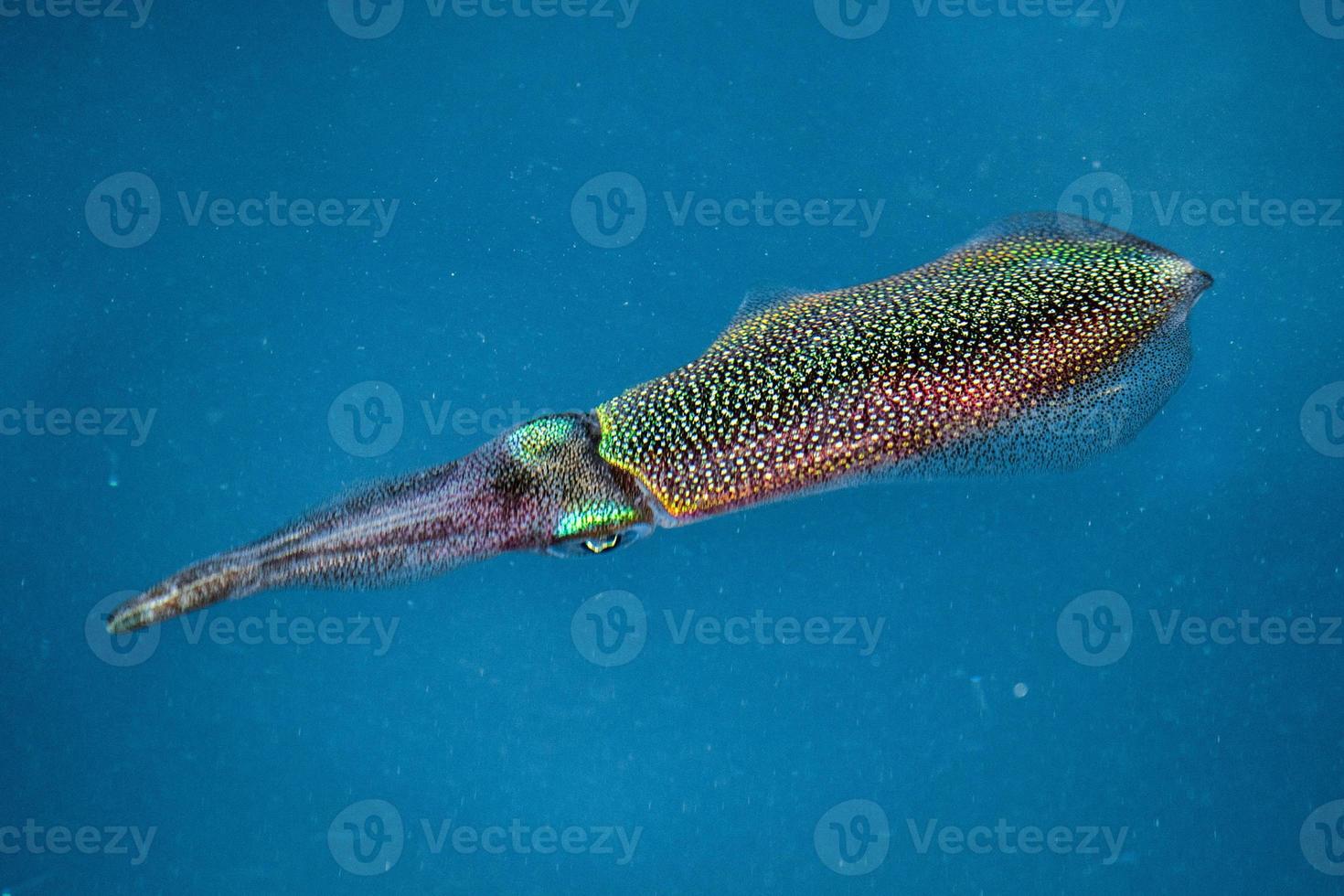 Squid cuttlefish underwater at night photo