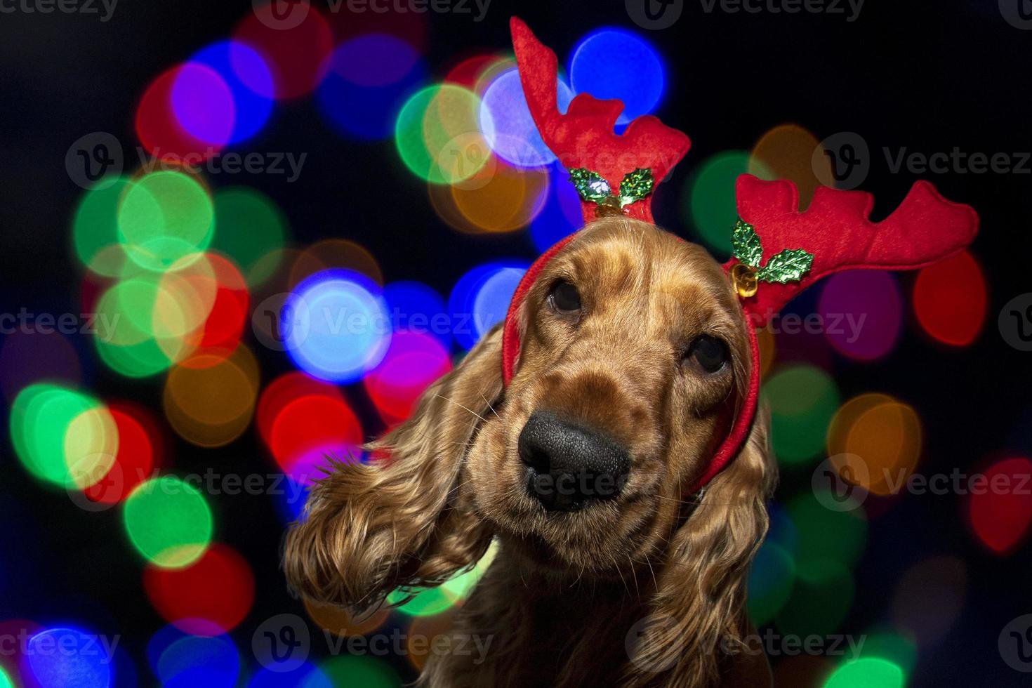 Cocker Spaniel Christmas dressed reindeer on shiny light background photo