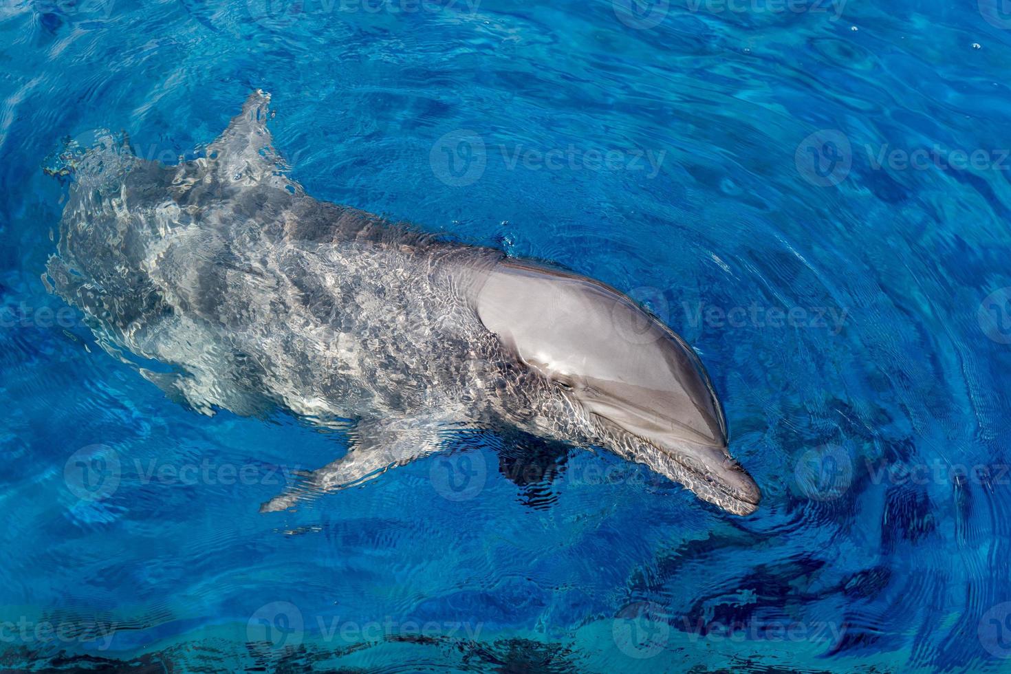 dolphin smiling eye close up portrait detail photo