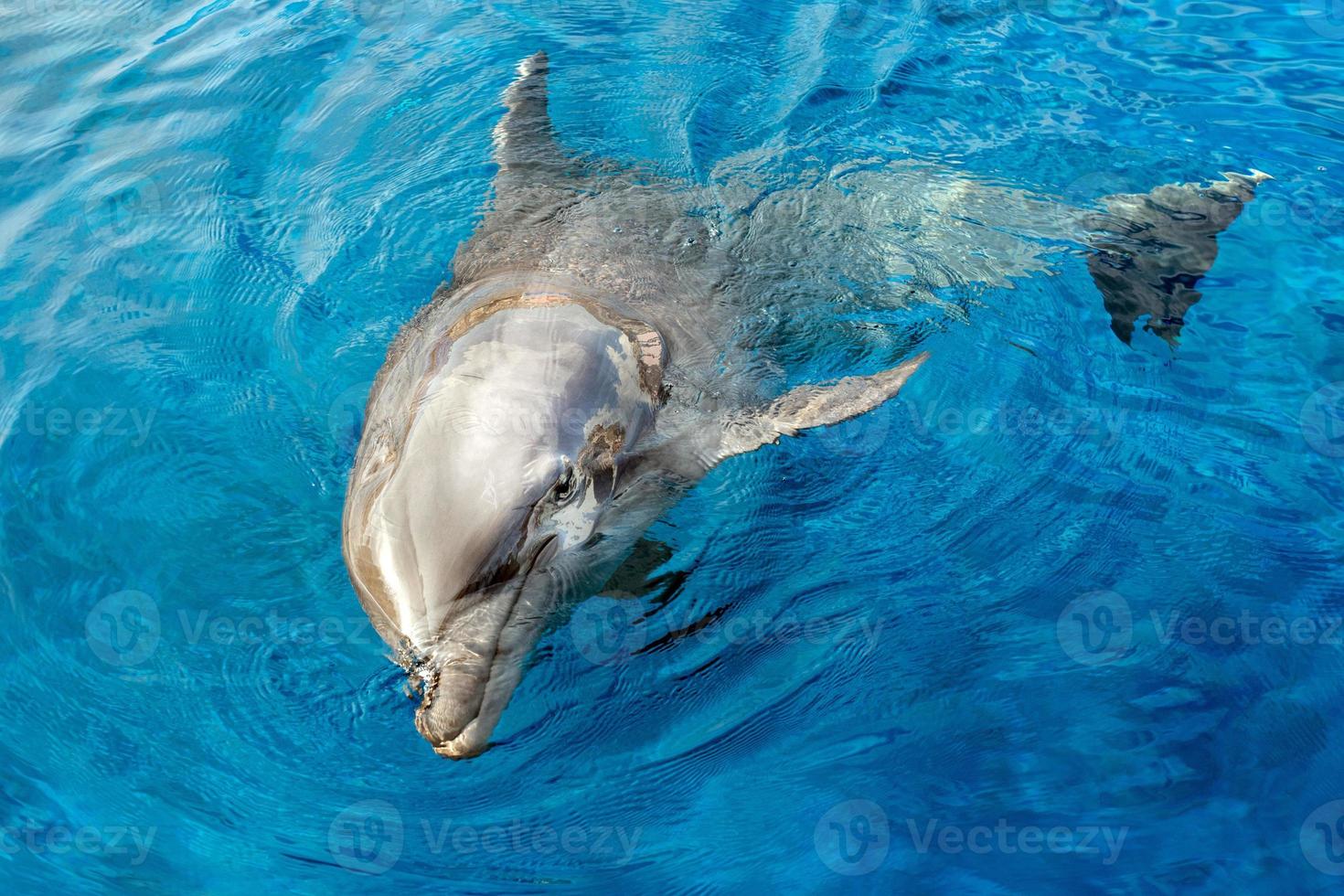 dolphin smiling eye close up portrait detail photo