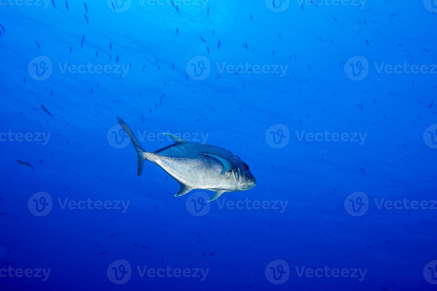 Giant trevally tuna caranx fish photo