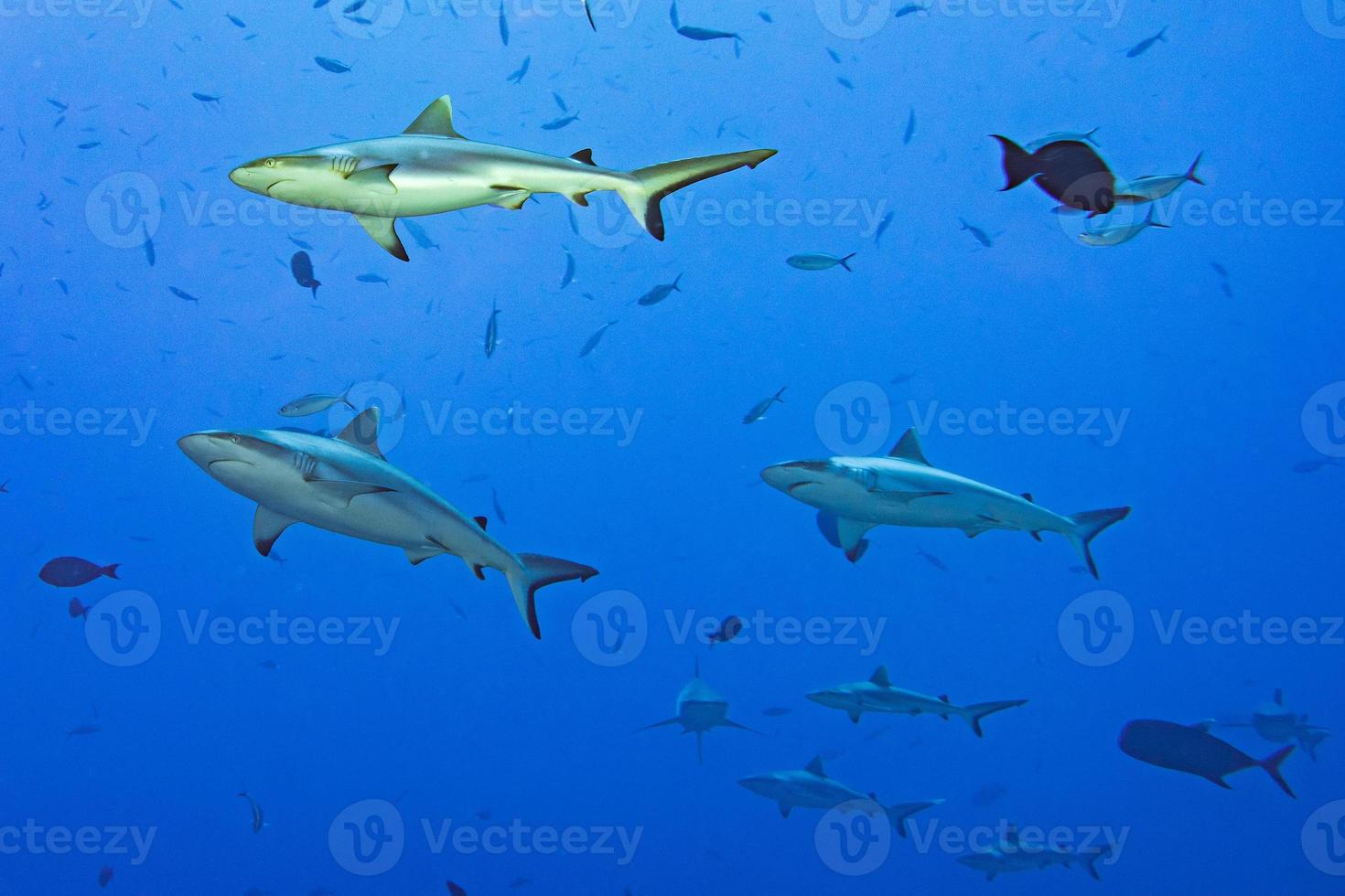 Grey shark ready to attack underwater photo