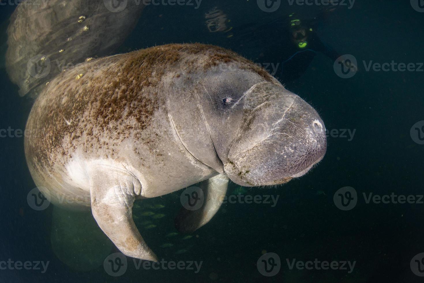 florida manatee close up portrait photo