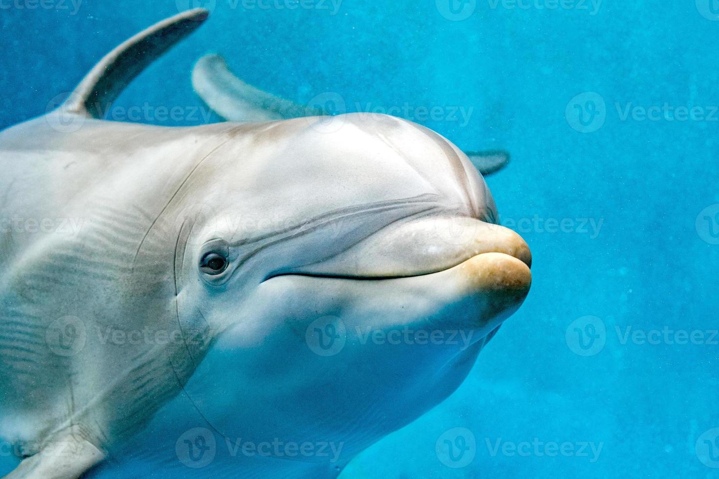 dolphin close up portrait detail while looking at you photo