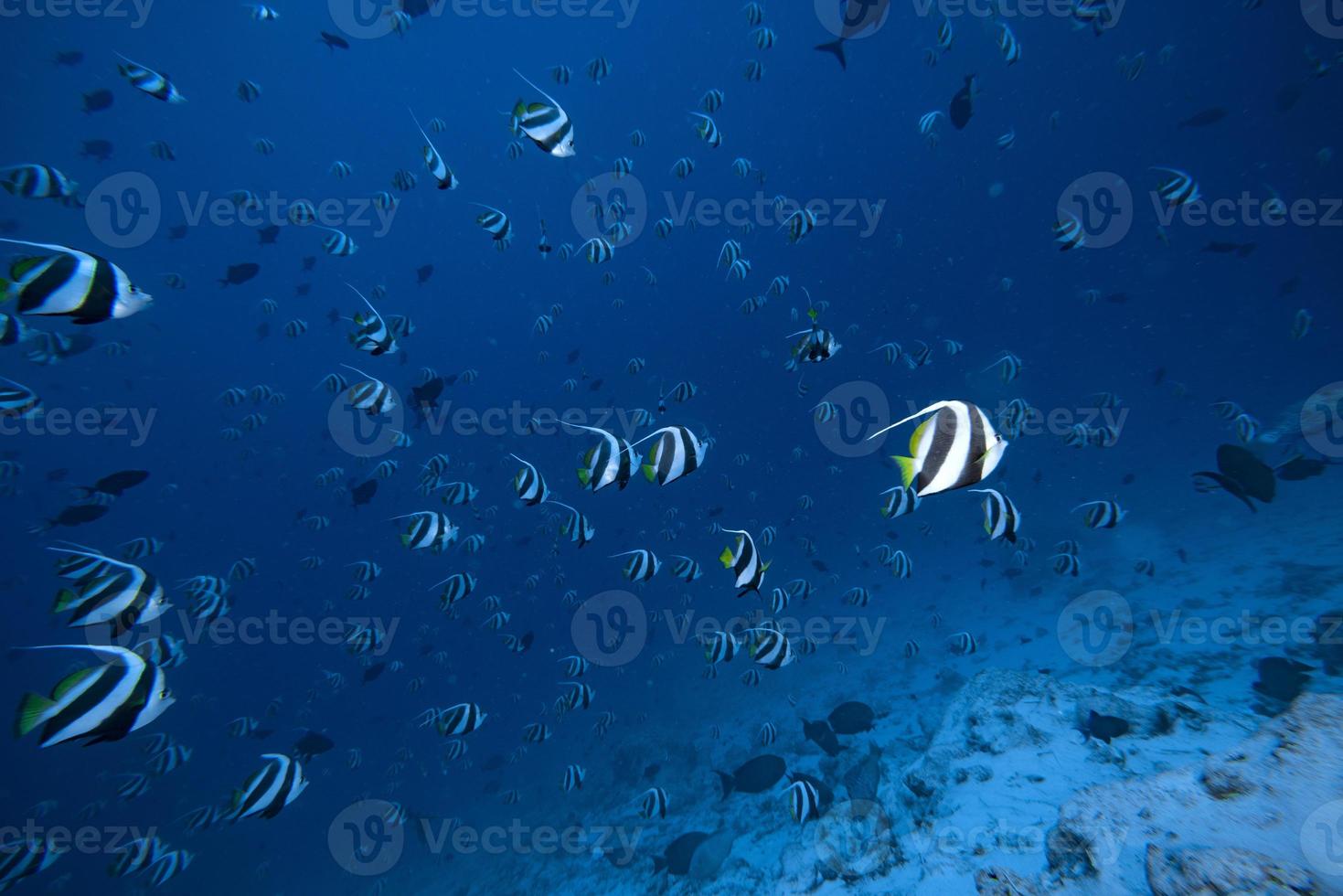 school of angel fish in the blue ocean photo