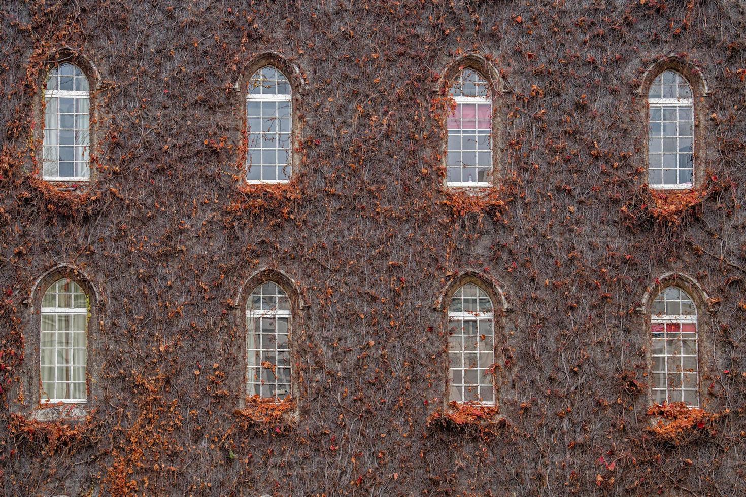 ivy on medieval castle wall photo