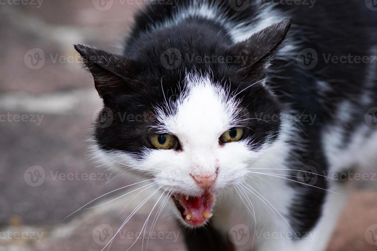 white and black cat ready to attack photo