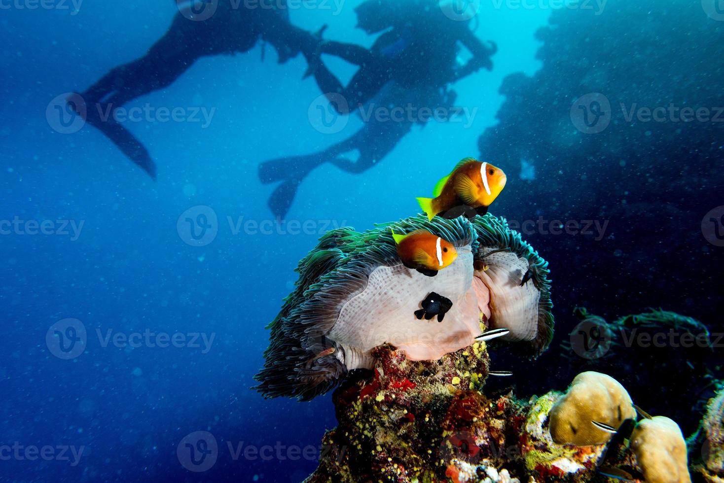 Clown fish inside red anemone in maldives with scuba diver silhouette photo