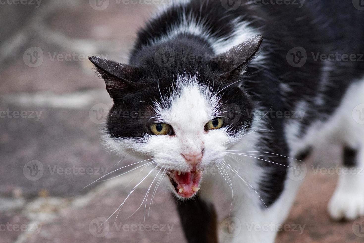 gato blanco y negro listo para atacar foto