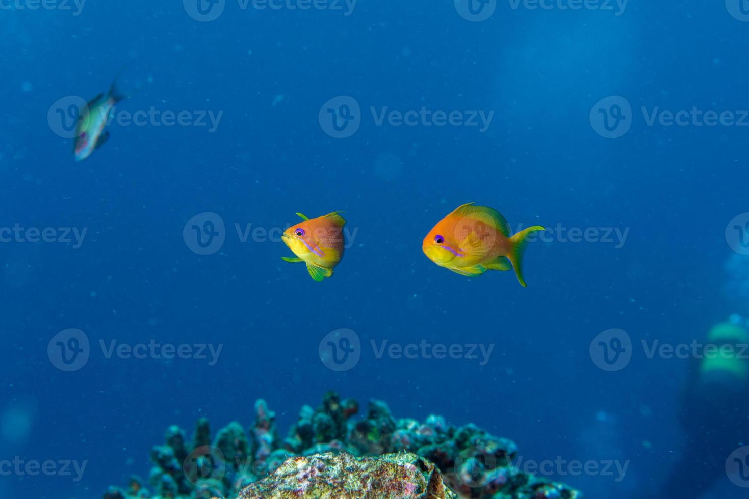 tropical Isolated colorful red fish 12013195 Stock Photo at Vecteezy
