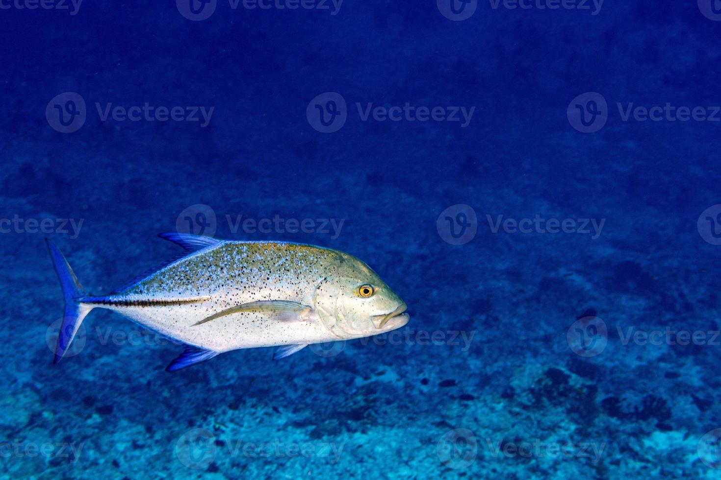 caranx fish isolated on blue diving maldives photo