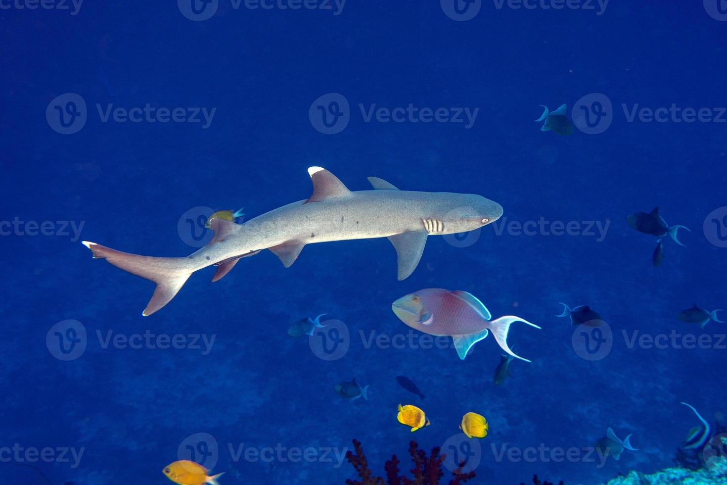 white tip reef shark ready to attack underwater photo