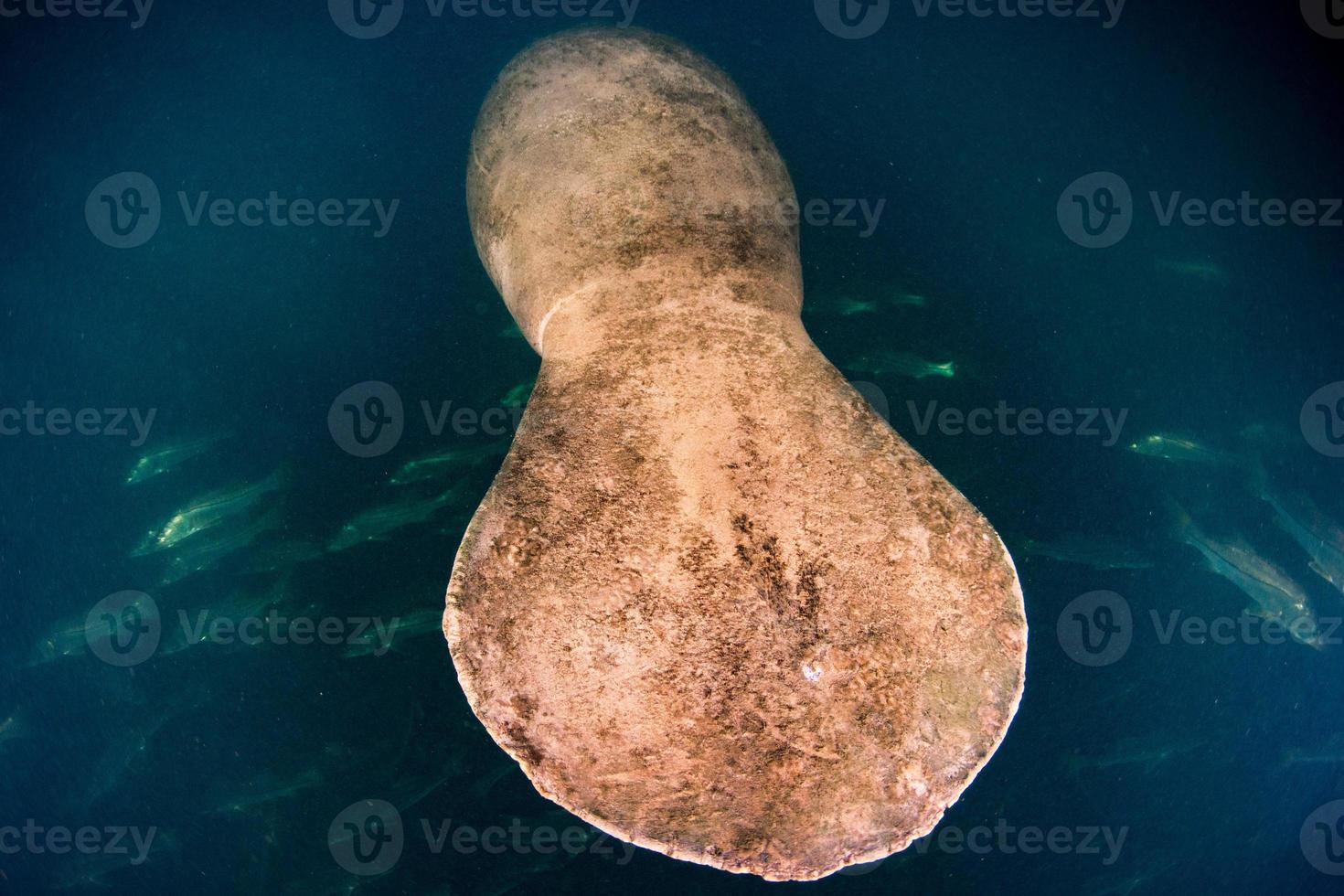 florida manatee close up portrait approaching snorkelist photo