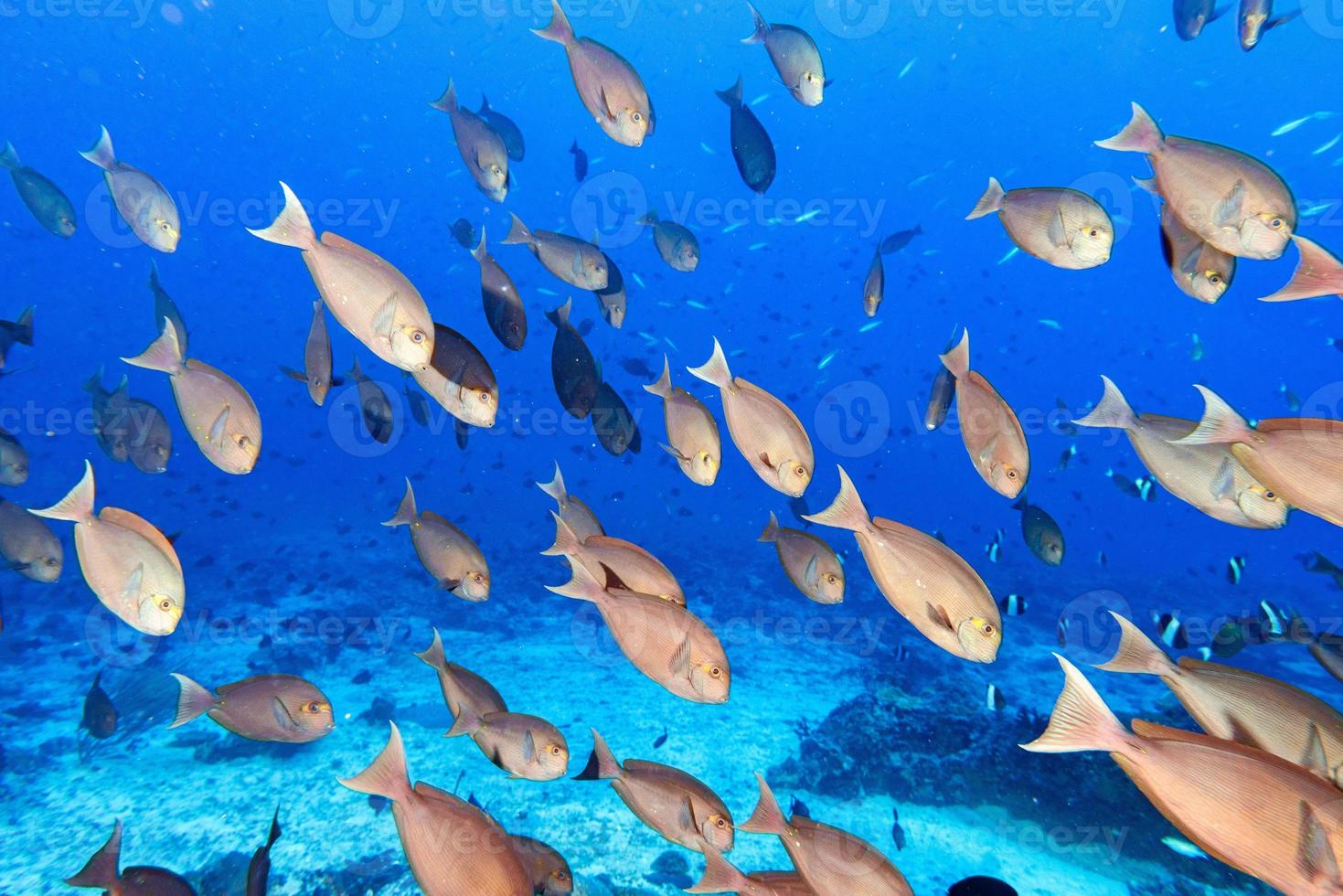parrot school of fish portrait in maldives photo