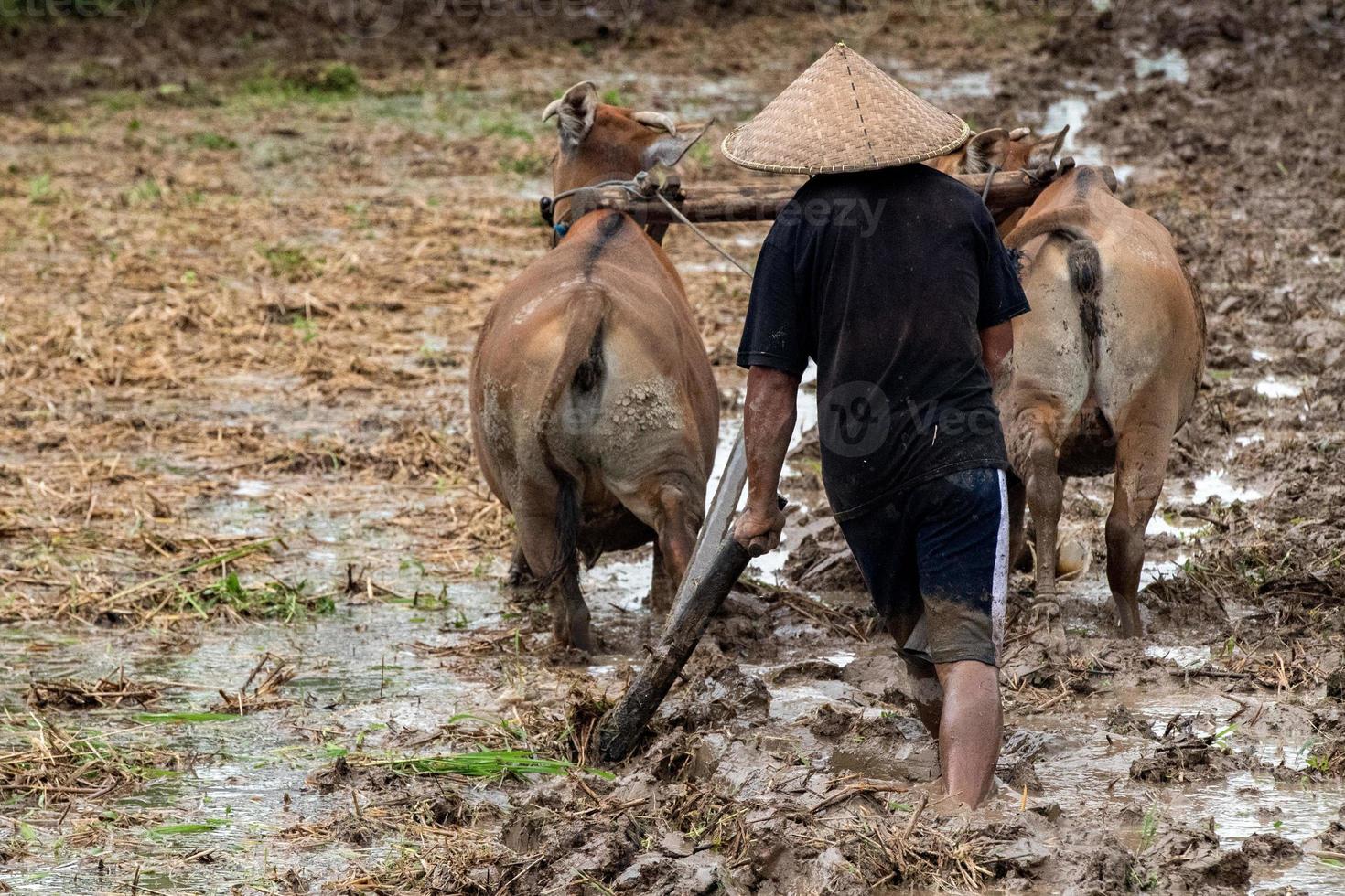 man while plowing rice field in bali with cow plough photo