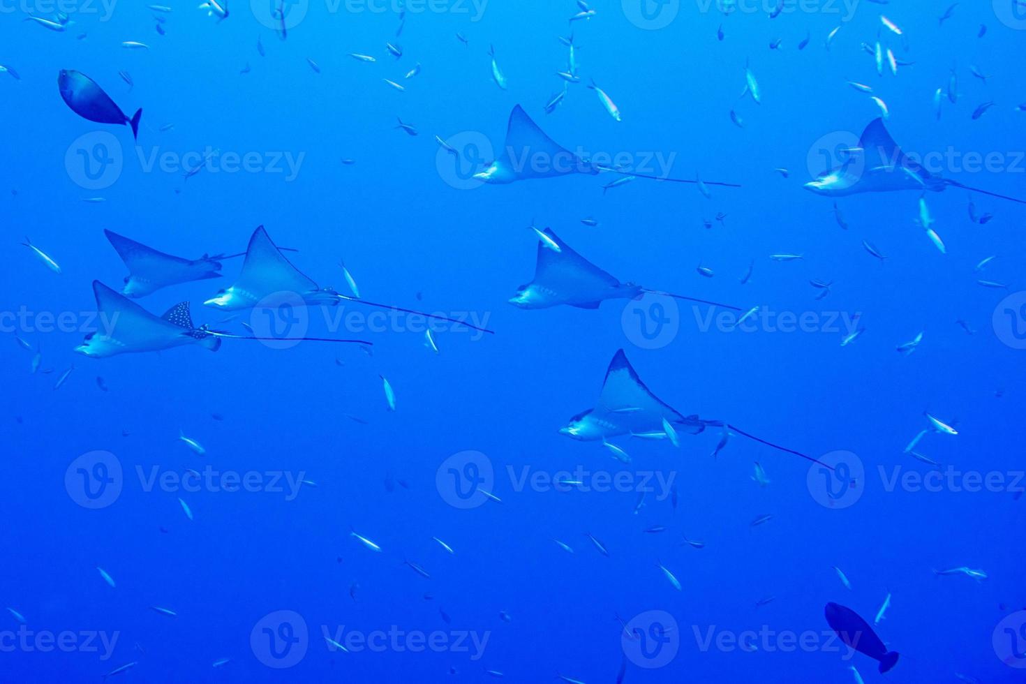 eagle ray manta while diving in Maldives photo