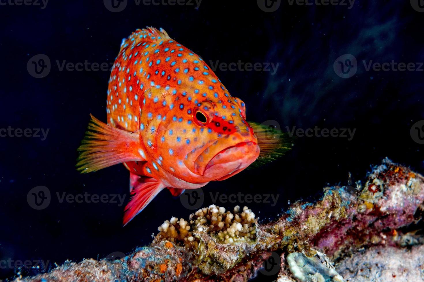 colorful grouper isolated on black photo