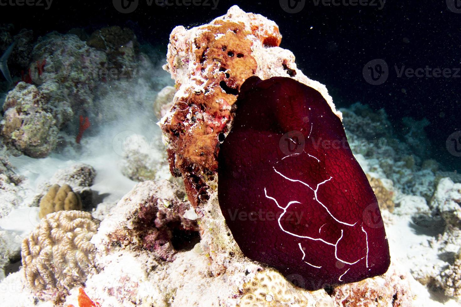 Red slug Nudibranch while diving indonesia Hecabranhcus Sanguineus photo