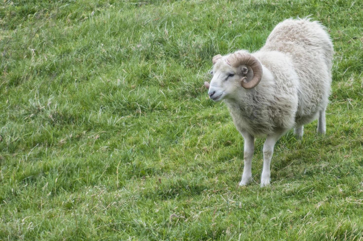 Big white ram sheep 12013394 Stock Photo at Vecteezy