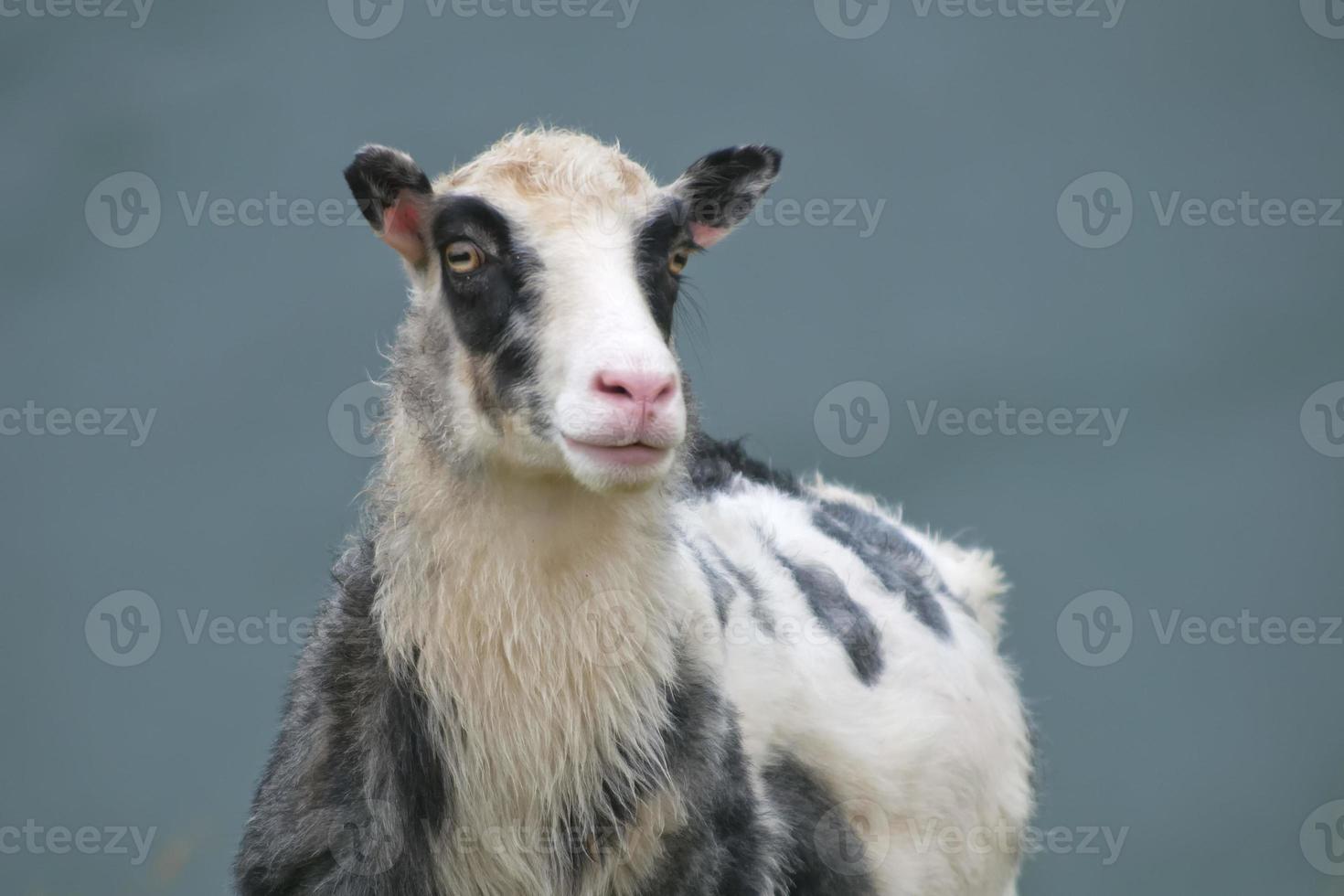 A black and white sheep looking at you close up portrait in the blue sea background photo