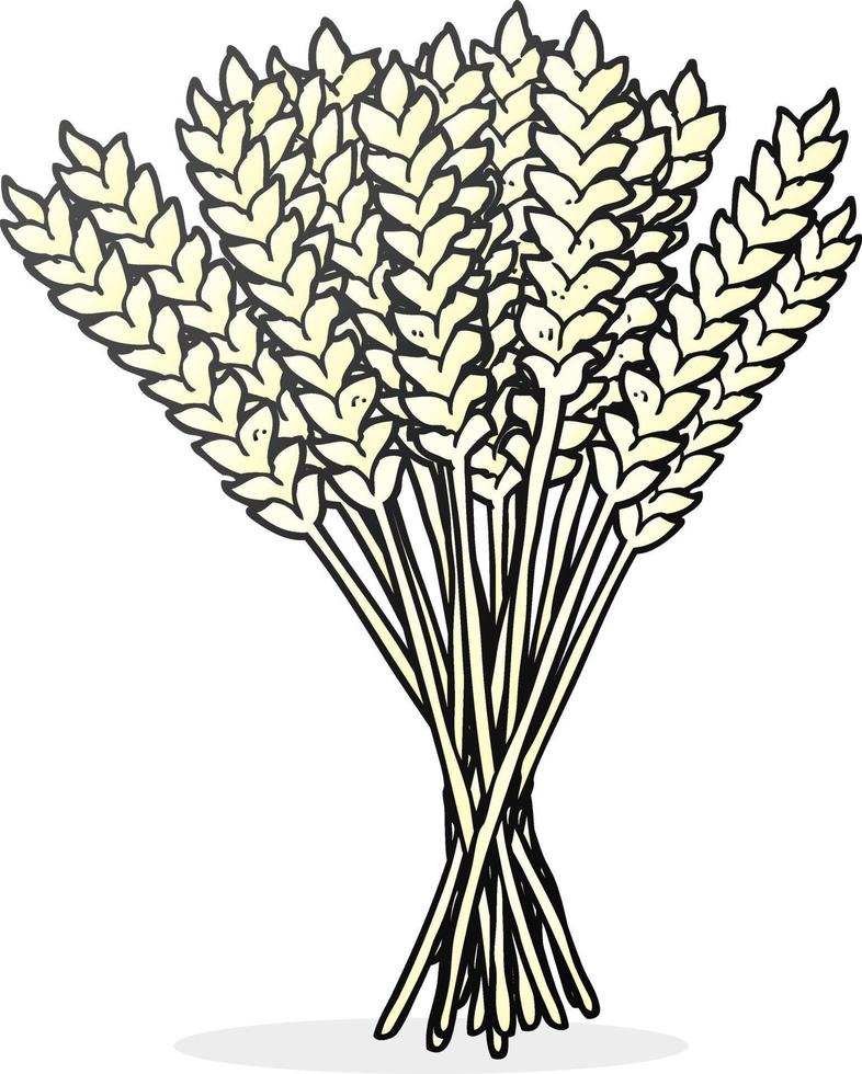 freehand drawn cartoon wheat vector