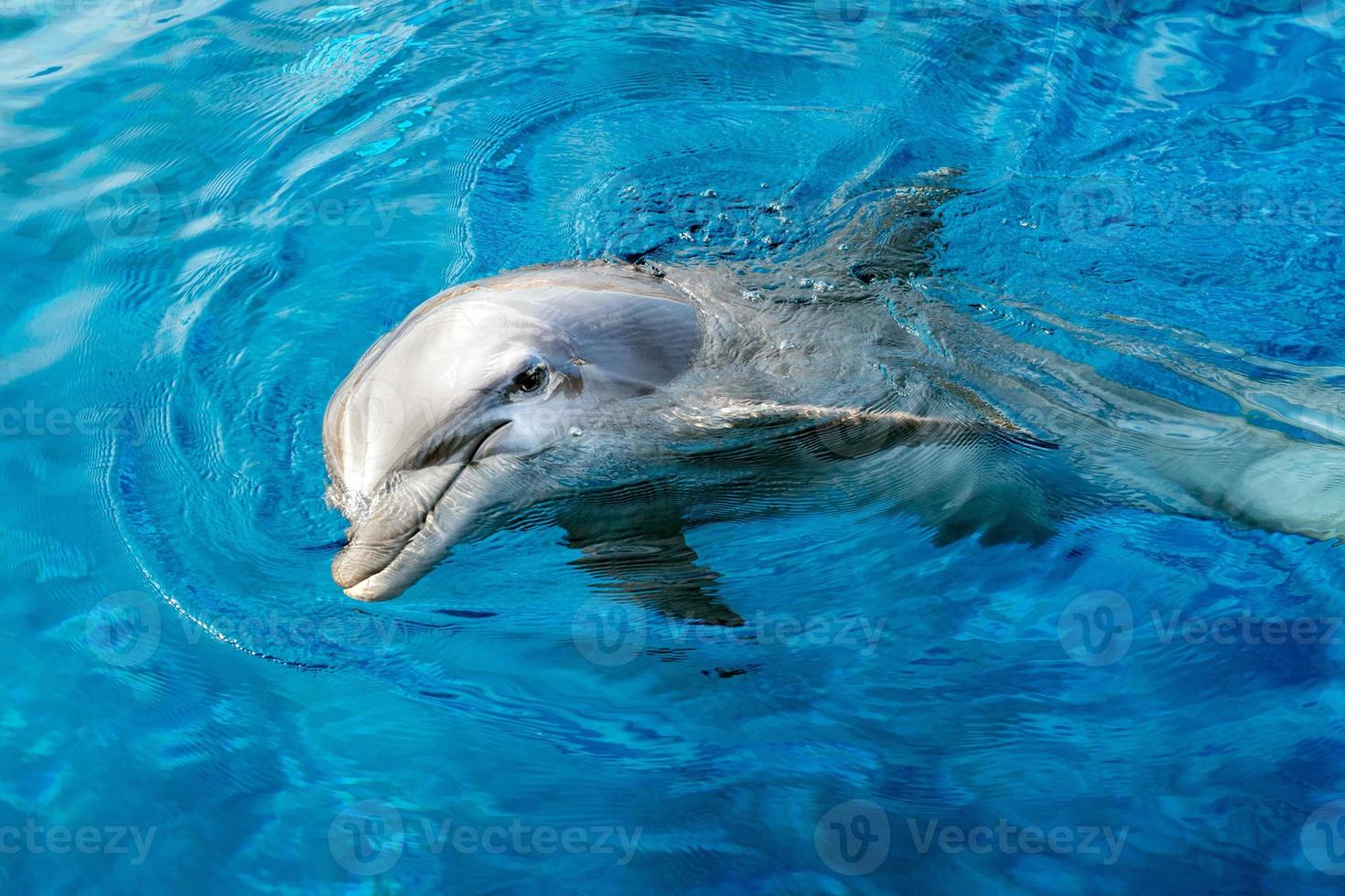 dolphin smiling eye close up portrait detail photo