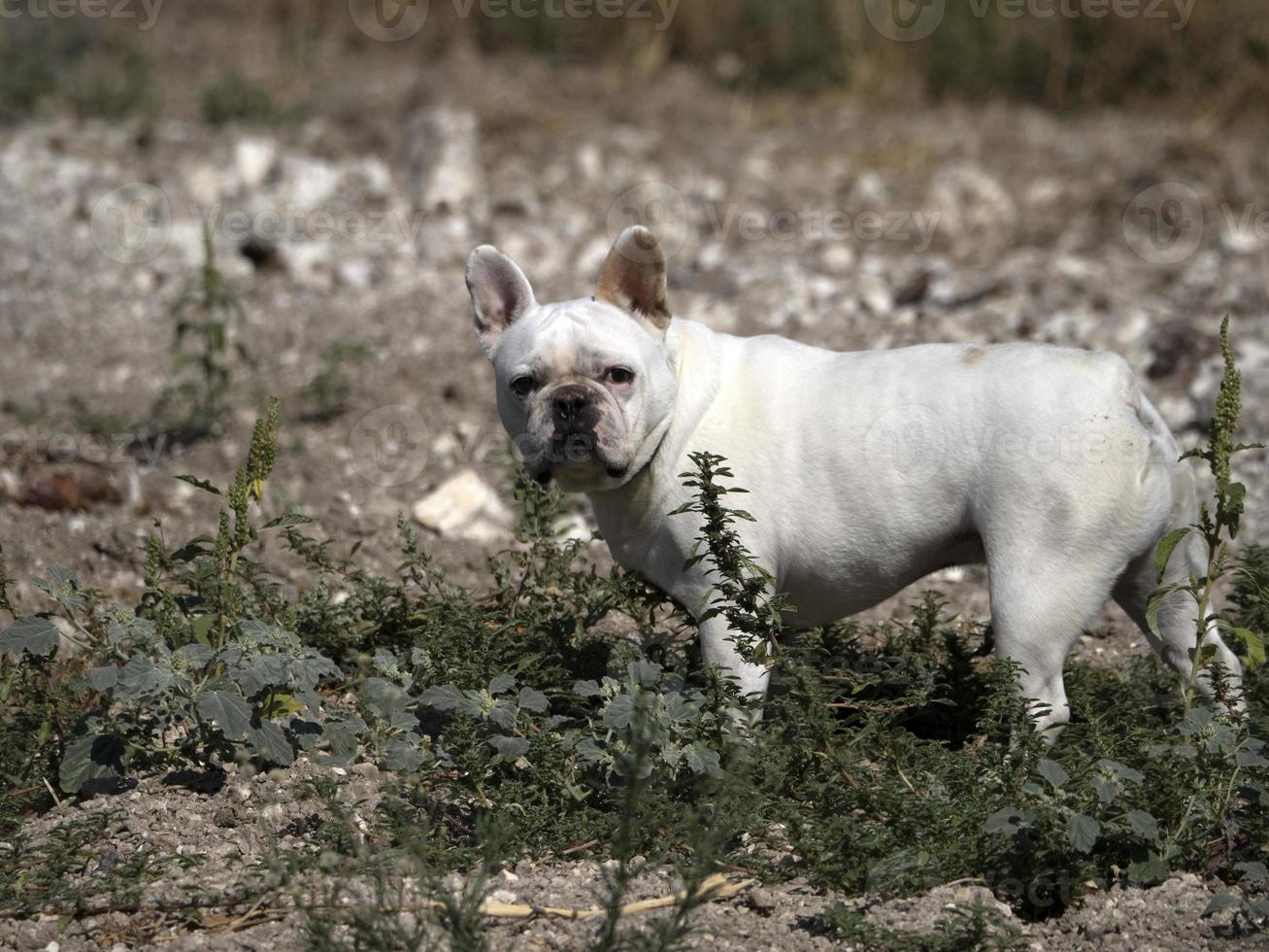 feliz retrato de bulldog francés blanco foto