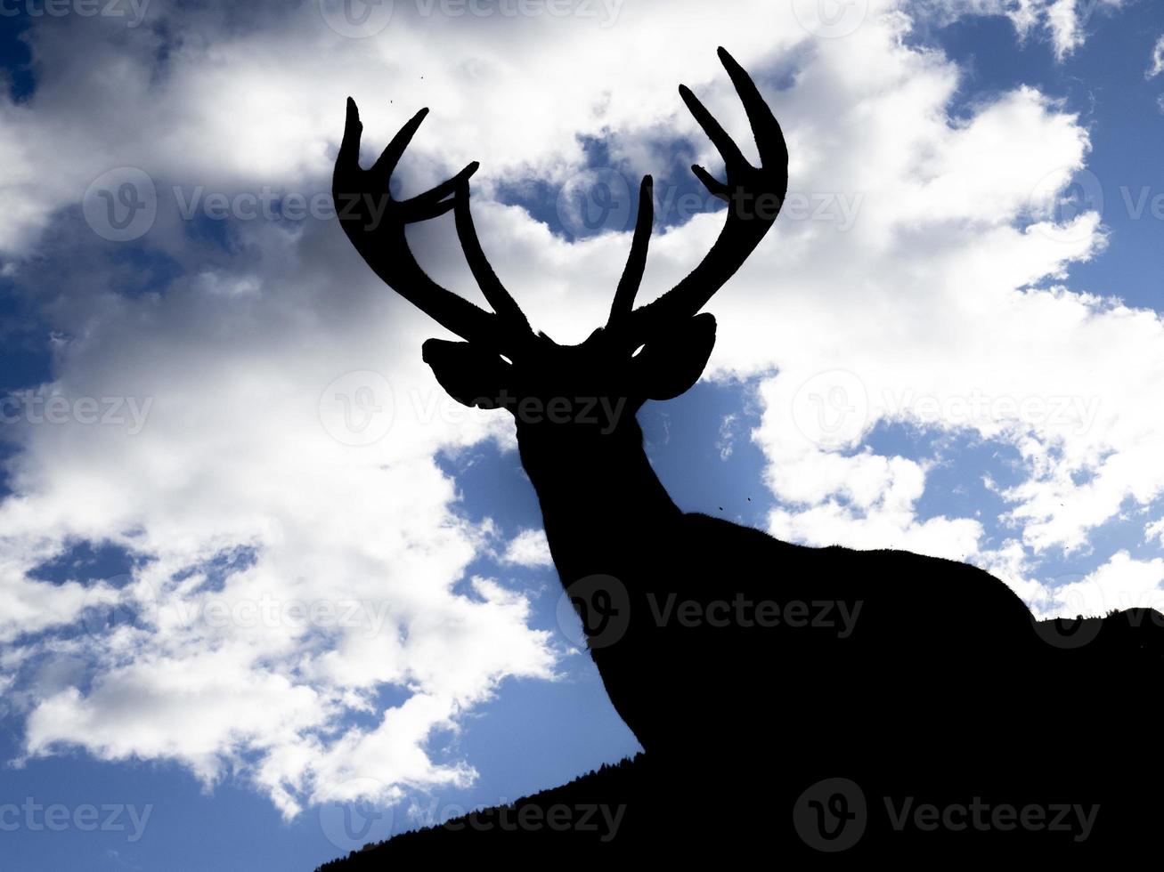 silohuette of male red Deer portrait looking at you in dolomites photo