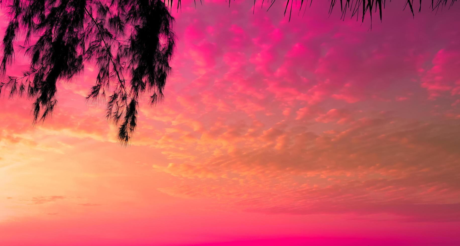 tree on sunset of beautiful a tropical on pink sky background as summer  12019967 Stock Photo at Vecteezy