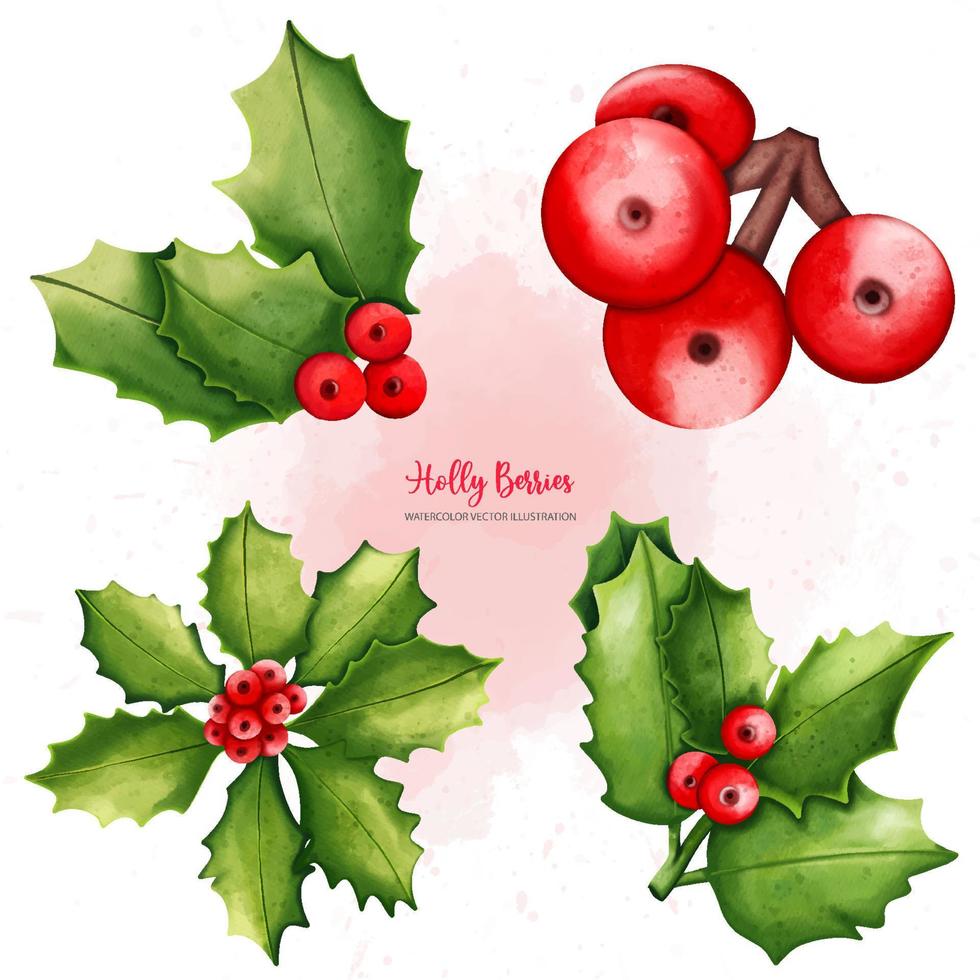 Christmas Holly berry collection, Digital paint watercolor illustration vector