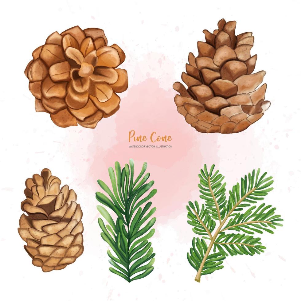 Christmas Pine cone set, Digital paint watercolor illustration vector