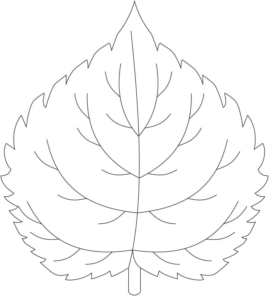 Morus alba  mulberry leaf vector icon black and white