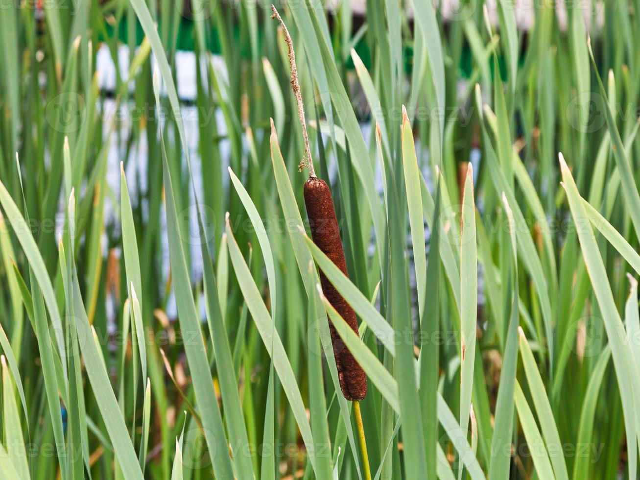 Typha leaves and spike on stem photo