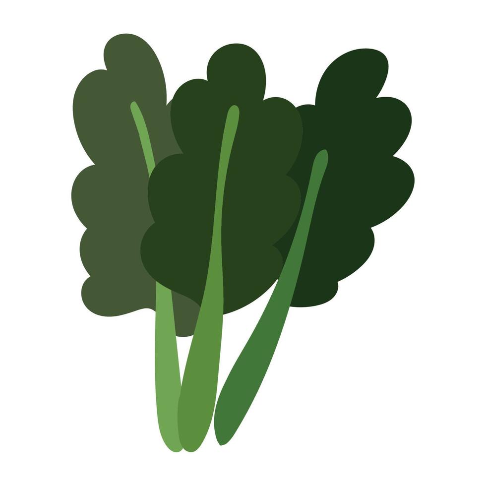 spinach vegetable icon vector