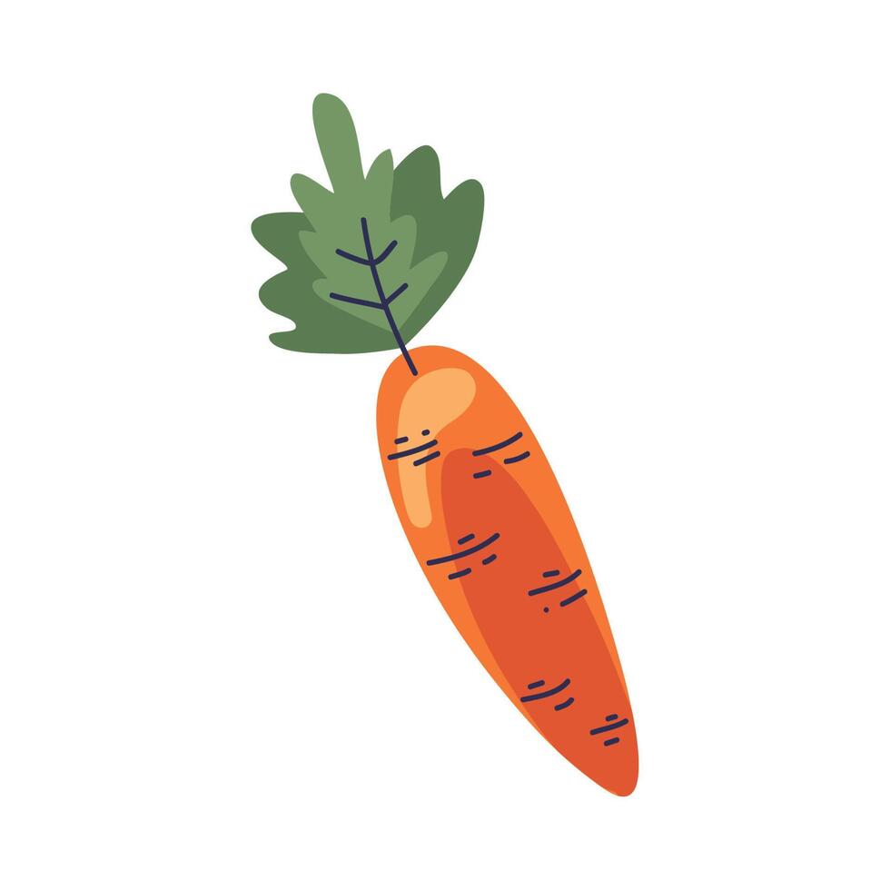 carrot fresh vegetable vector