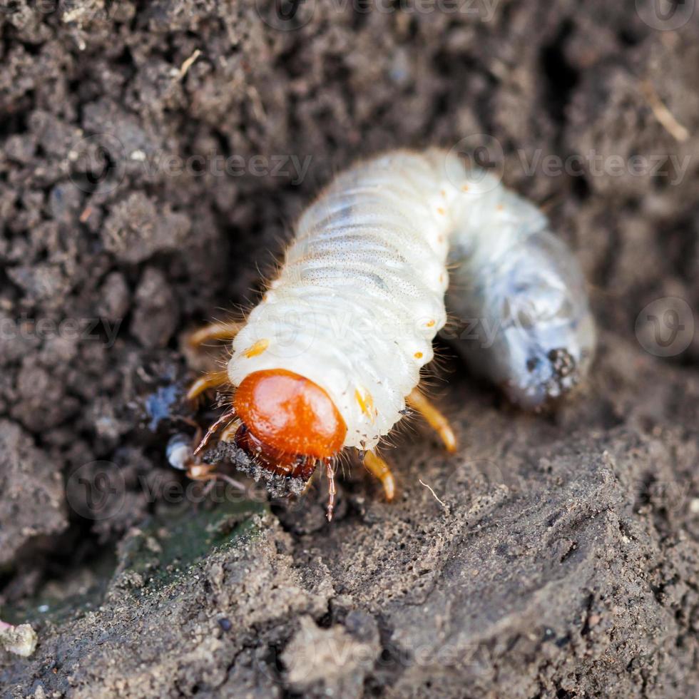 larva blanca de abejorro en el suelo foto