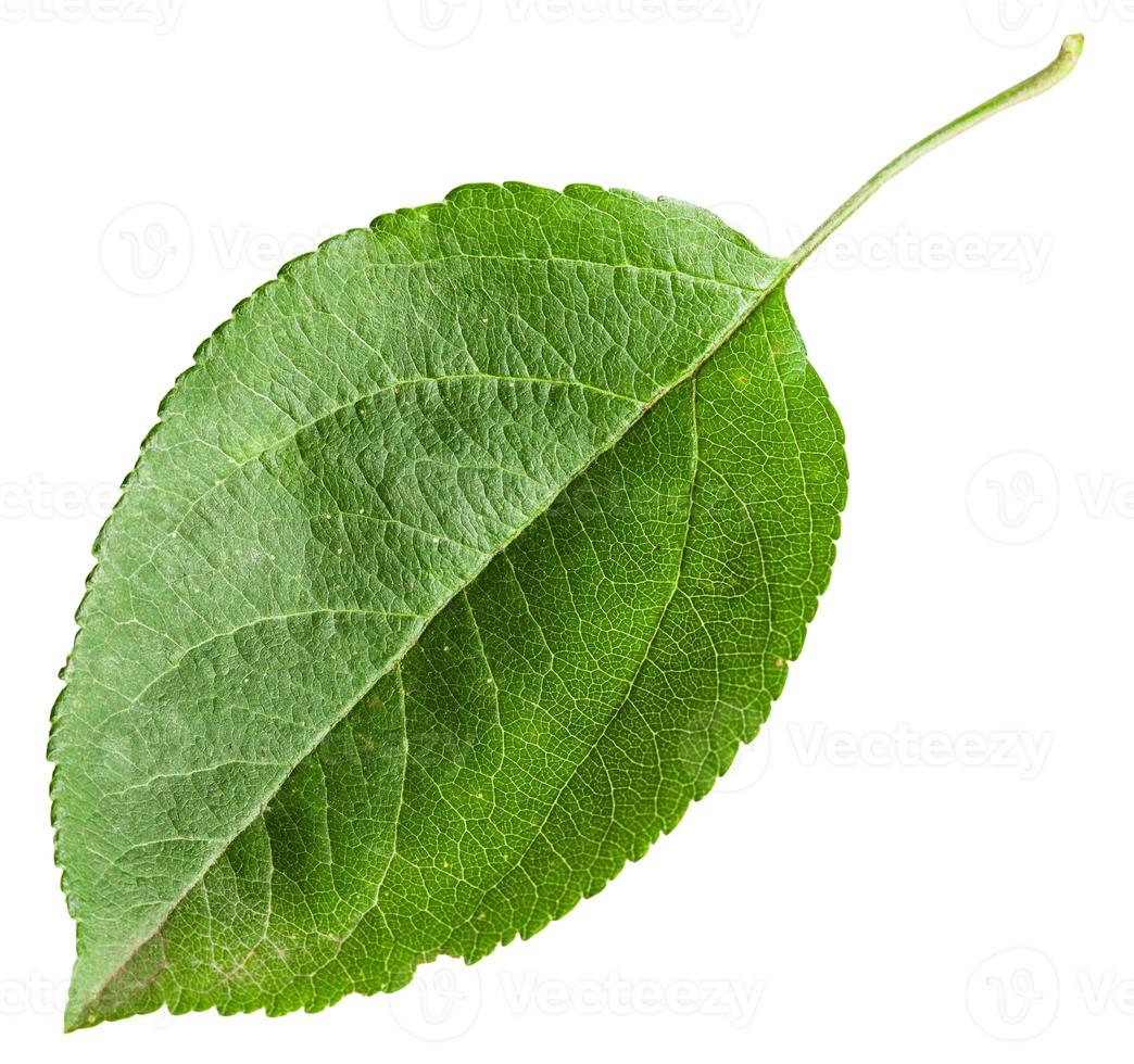 green leaf of Apple tree isolated photo