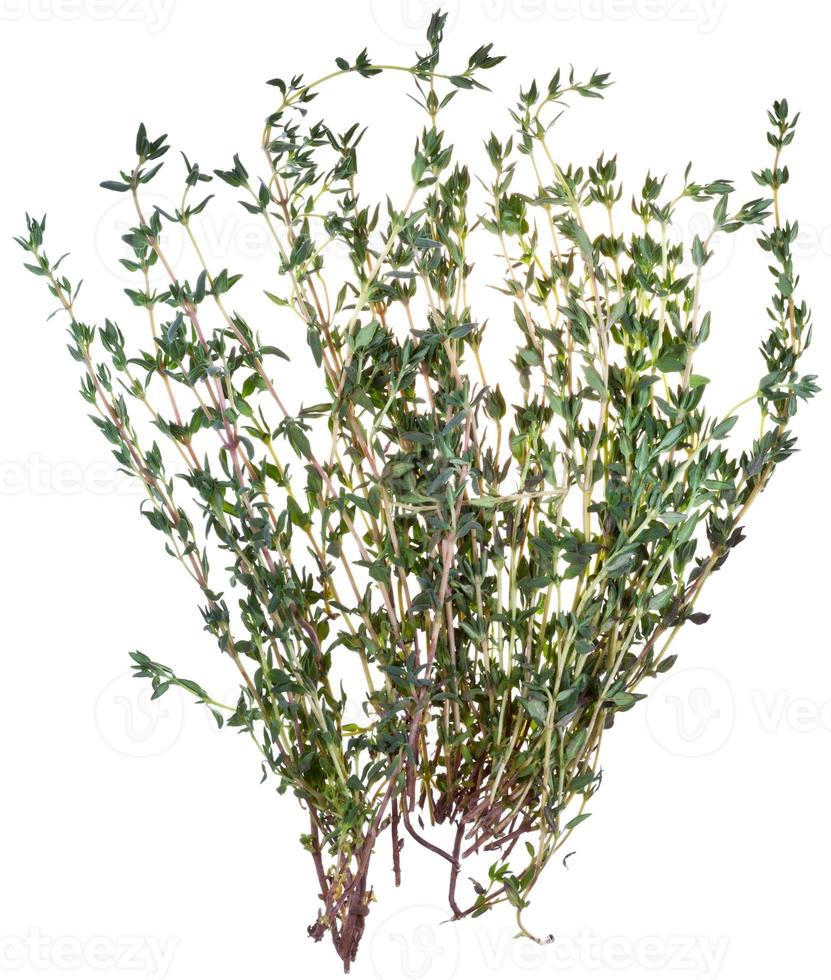 fresh thyme isolated on white background photo