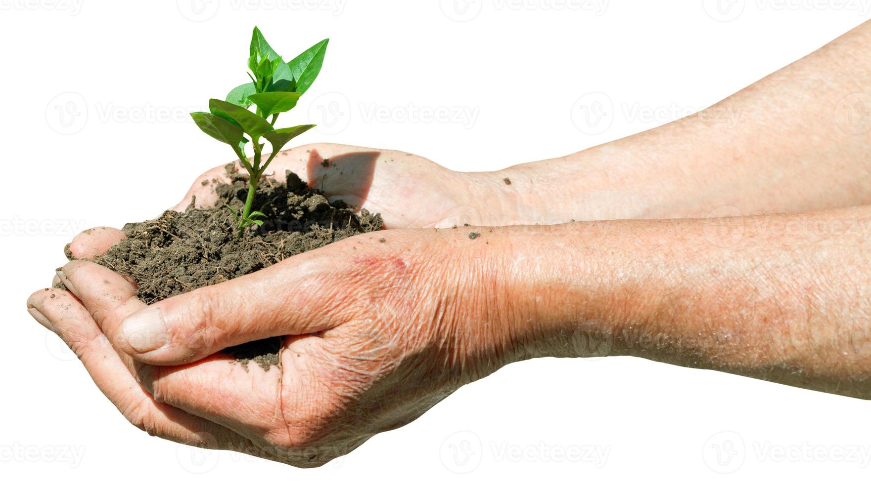 farmer handful with soil and green sprout photo