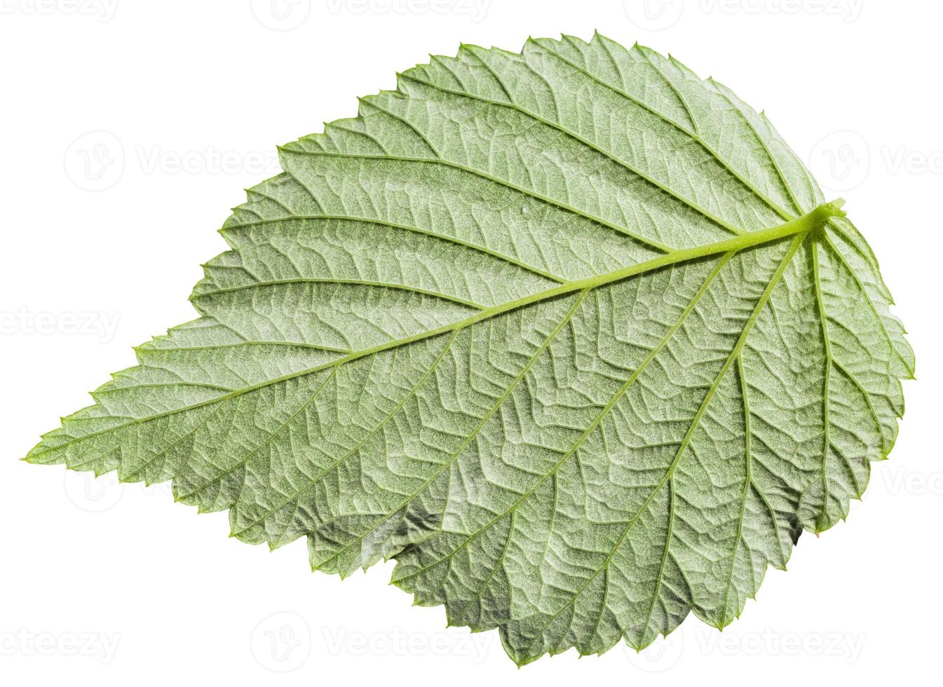 back side of green leaf Raspberry plant photo