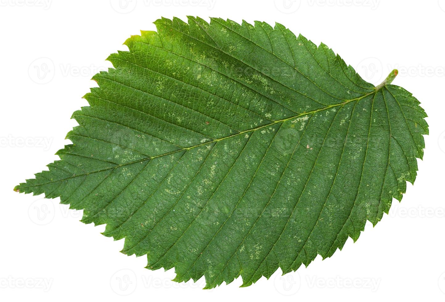 fresh leaf of Elm tree isolated photo