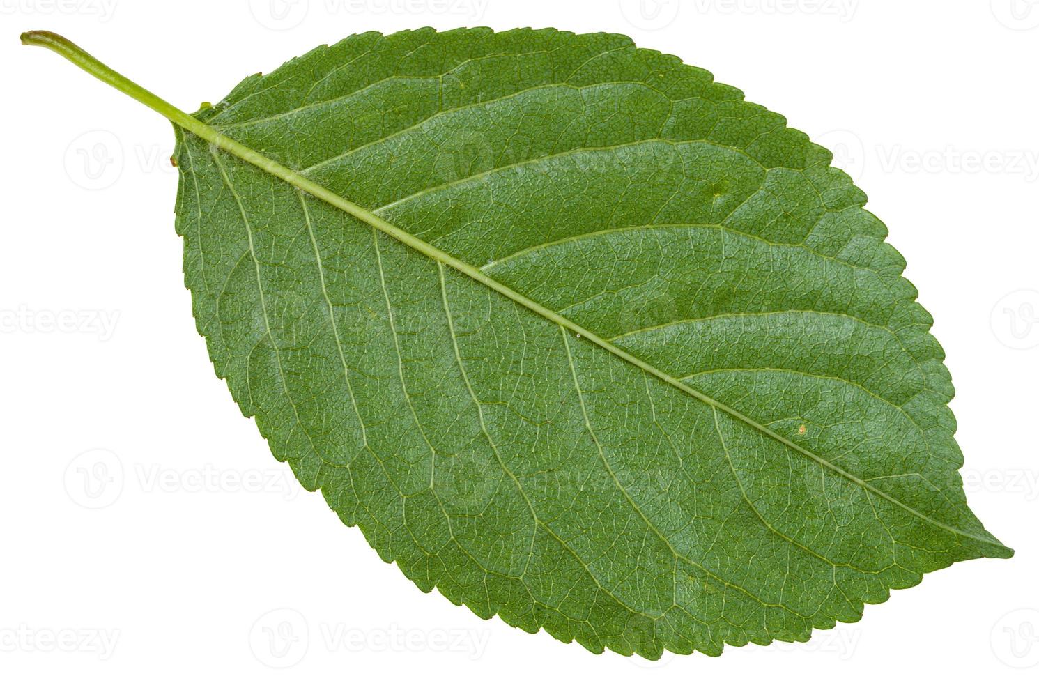 back side of green leaf of wild cherry tree photo